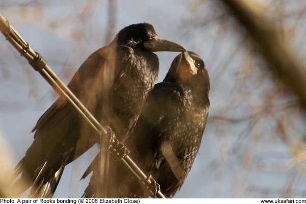 Rooks are highly gregarious birds and are generally seen in flocks of  various sizes. Males and females pair-bond for life and pairs stay together  within flocks. In the evening, the birds often