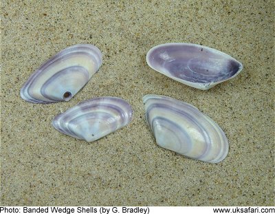 Seashell Identification Chart Uk