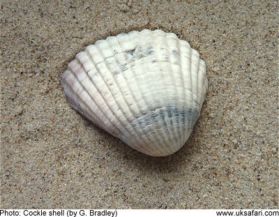 Seashell Identification Chart Uk