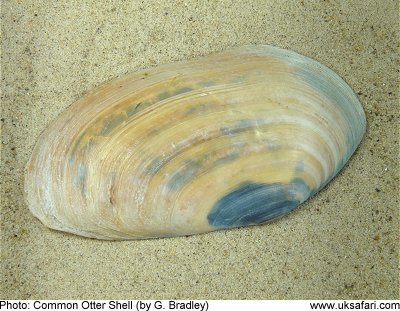 Seashell Identification Chart Uk