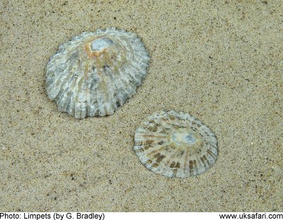 Common Limpet