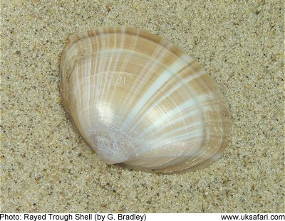 Seashell Identification Chart Uk