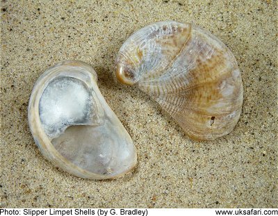 Seashell Identification Chart Uk