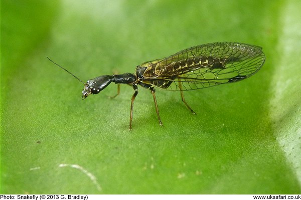 Snakefly