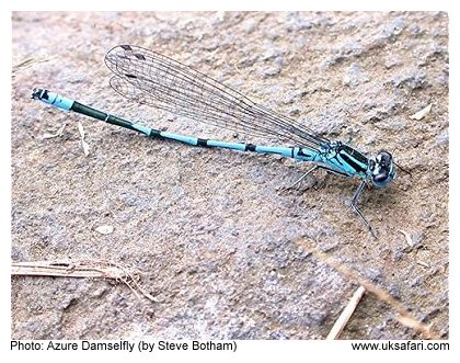 Azure Damselfly