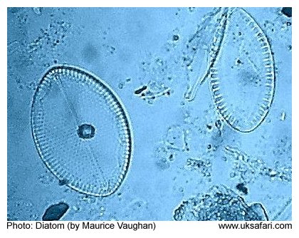 Diatom