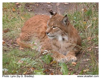 Lynx