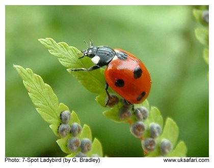 7-Spot Ladybird