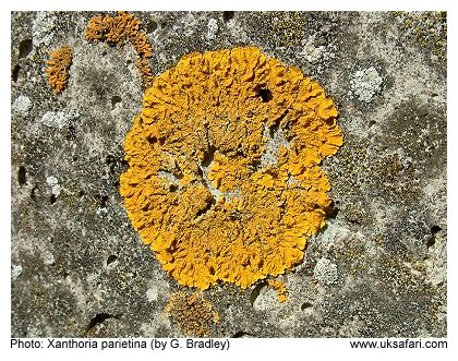 Lichen