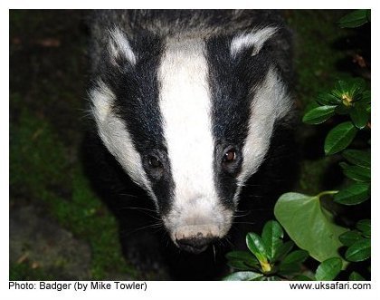 Badger