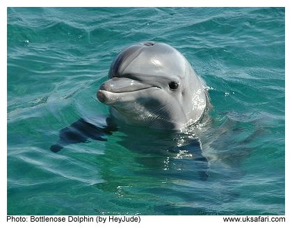 Dolphin