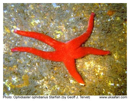 Starfish