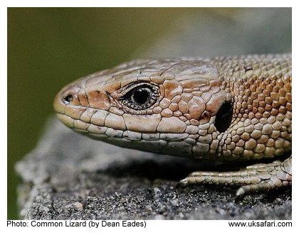 Common Lizard