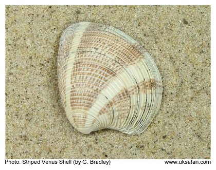 Striped Venus Shell