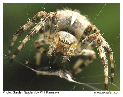 Garden Spider