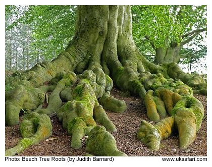 Beech Tree