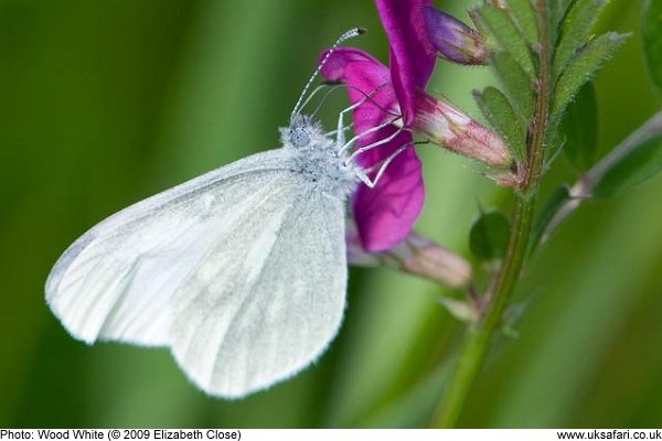 Wood White Butterfly