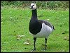 Barnacle Goose