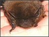 Pipistrelle 45 Bat