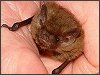 Pipistrelle 55 Bat