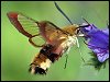 Broad-bordered Bee Hawk-moth