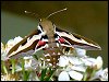 Bedstraw Hawk-moth