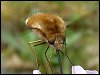 Bee-fly