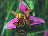 Bee Orchid