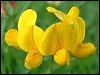 Bird's-foot Trefoil