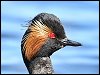 Black-necked Grebe