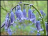 Bluebells