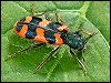 Checkered Beetle