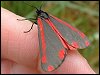 Cinnabar