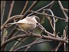 Coal Tit