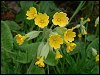 Cowslips