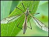 Crane-fly