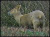 Chinese Water Deer