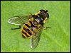 Dead Head Hoverfly