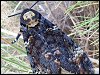 Death's-head Hawk-moth