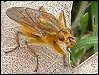 Dung Fly