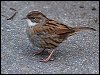 Dunnock