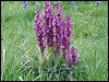 Early Purple Orchid