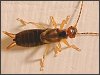 Earwig