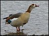 Egyptian Goose