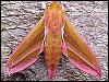 Large Elephant Hawk-moth