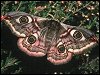 Emperor Moth