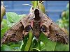 Eyed Hawk-moth