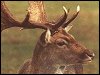 Fallow Deer