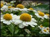 Feverfew