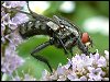 Flesh-fly